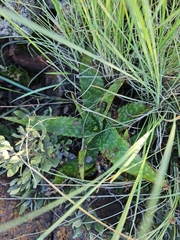 Aloe greatheadii davyana