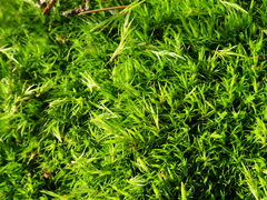 Dicranum howellii