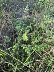 Desmanthus leptolobus