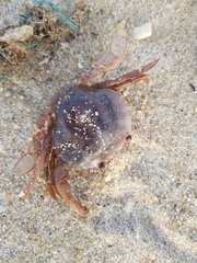 Polybius henslowii