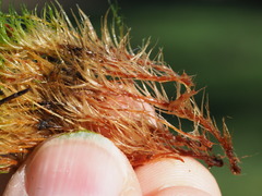 Dicranum howellii