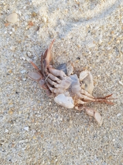 Polybius henslowii