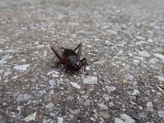 Teleogryllus emma
