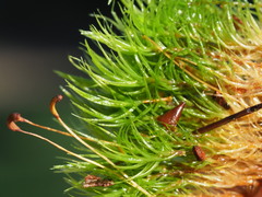 Dicranum howellii