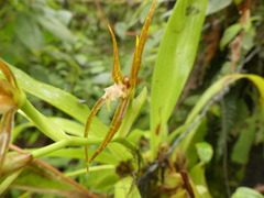 Brassia