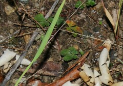 Potentilla canadensis