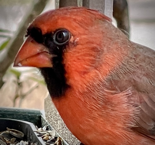 Northern Cardinal photographed in North Carolina