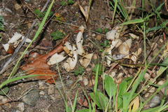 Potentilla canadensis