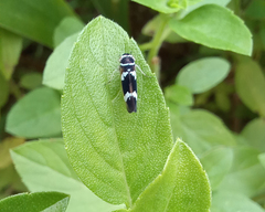 Macugonalia leucomelas