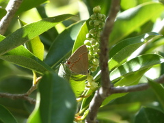 Electrostrymon endymion