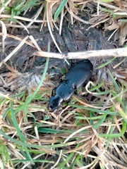 Plocamostethus planiusculus