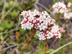 Crassula rubricaulis