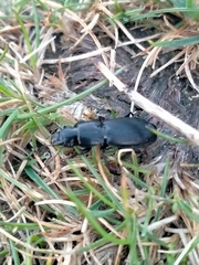 Plocamostethus planiusculus