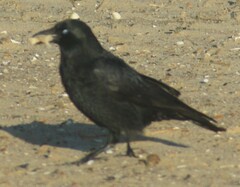 Corvus corone