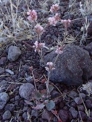 Eriogonum vimineum vimineum