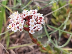 Crassula rubricaulis