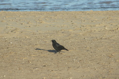 Corvus corone