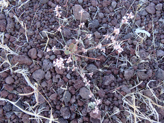 Eriogonum vimineum vimineum