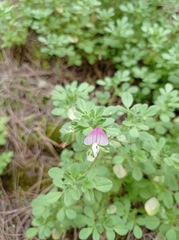 Ononis rotundifolia