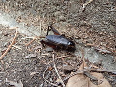 Teleogryllus emma