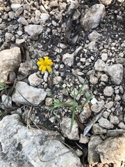 Tetraneuris linearifolia