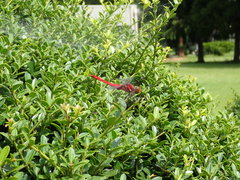 Sympetrum darwinianum