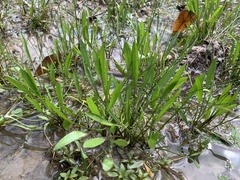 Limnosciadium pumilum