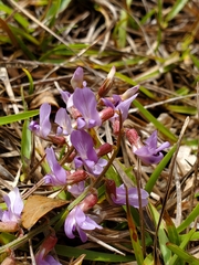 Astragalus obcordatus