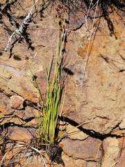 Juncus dregeanus