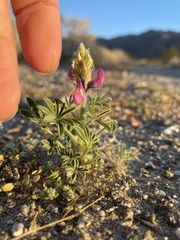Lupinus concinnus
