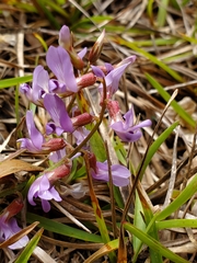 Astragalus obcordatus