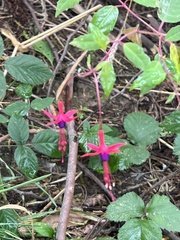 Fuchsia magellanica
