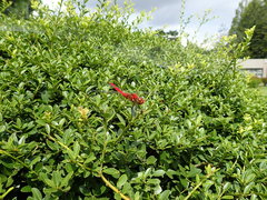 Sympetrum darwinianum