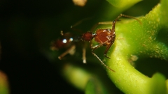 Anochetus
