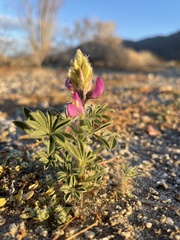 Lupinus concinnus