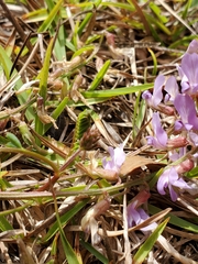 Astragalus obcordatus