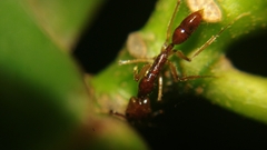Anochetus