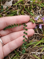Astragalus obcordatus