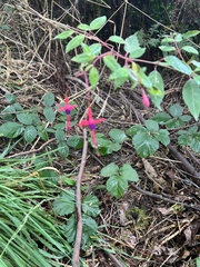 Fuchsia magellanica
