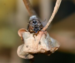 Endothenia sororiana
