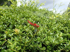 Sympetrum darwinianum