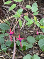 Fuchsia magellanica