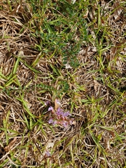 Astragalus obcordatus