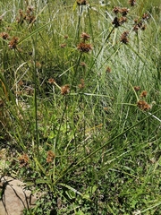 Cyperus congestus