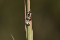Endothenia sororiana