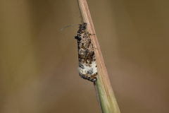 Endothenia sororiana