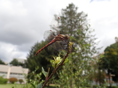 Sympetrum frequens