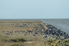 Haematopus ostralegus