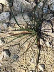Zephyranthes drummondii