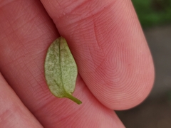 Peronospora arvensis